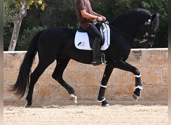 Minorquin, Étalon, 17 Ans, 167 cm, Noir