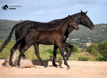Minorquin, Étalon, 1 Année, 155 cm, Noir