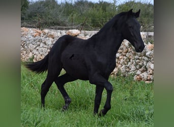 Minorquin, Étalon, 1 Année, 160 cm, Noir