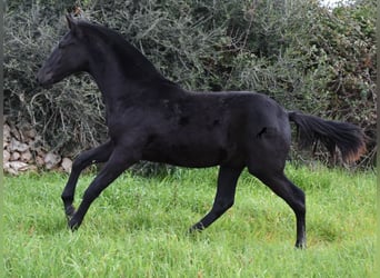 Minorquin, Étalon, 1 Année, 160 cm, Noir