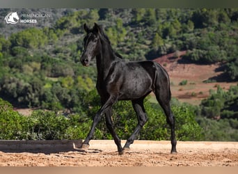 Minorquin, Étalon, 1 Année, 162 cm, Noir