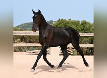 Minorquin, Étalon, 1 Année, 165 cm, Noir