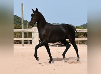 Minorquin, Étalon, 1 Année, 165 cm, Noir