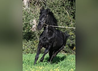 Minorquin, Étalon, 2 Ans, 160 cm, Noir