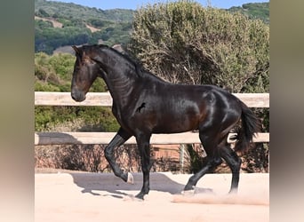 Minorquin, Étalon, 2 Ans, 160 cm, Noir