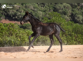 Minorquin, Étalon, 2 Ans, 160 cm, Noir