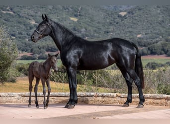 Minorquin, Étalon, 2 Ans, 160 cm, Noir