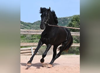 Minorquin, Étalon, 2 Ans, 169 cm, Noir
