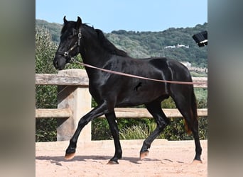 Minorquin, Étalon, 2 Ans, 169 cm, Noir