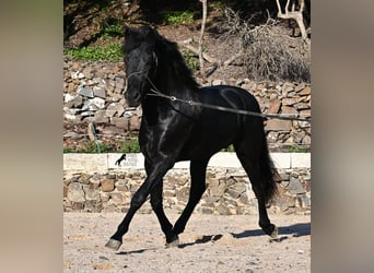 Minorquin, Étalon, 3 Ans, 152 cm, Noir
