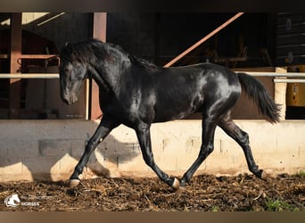 Minorquin, Étalon, 3 Ans, 160 cm, Noir