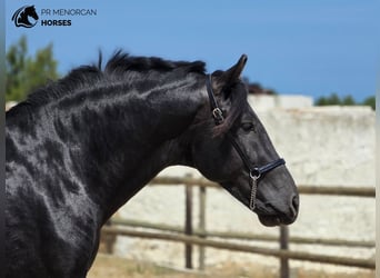 Minorquin, Étalon, 3 Ans, 160 cm, Noir