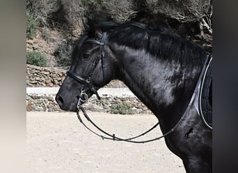 Minorquin, Étalon, 3 Ans, 160 cm, Noir