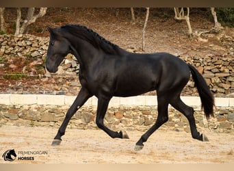 Minorquin, Étalon, 3 Ans, 164 cm, Noir