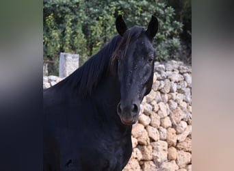 Minorquin, Étalon, 3 Ans, 167 cm, Noir