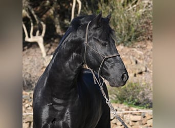 Minorquin, Étalon, 4 Ans, 152 cm, Noir