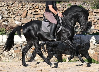 Minorquin, Étalon, 4 Ans, 152 cm, Noir