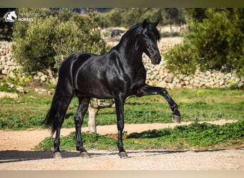 Minorquin, Étalon, 5 Ans, 162 cm, Noir