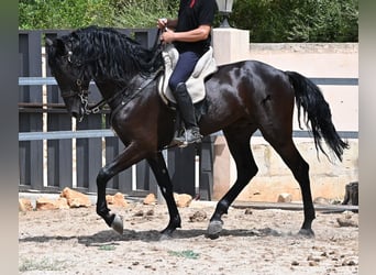 Minorquin, Étalon, 5 Ans, 169 cm, Noir