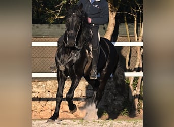 Minorquin, Étalon, 5 Ans, 169 cm, Noir