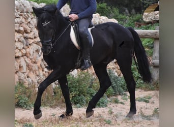 Minorquin, Étalon, 6 Ans, 159 cm, Noir