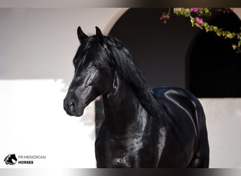 Minorquin, Étalon, 6 Ans, 162 cm, Noir