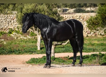 Minorquin, Étalon, 6 Ans, 162 cm, Noir