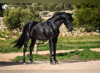 Minorquin, Étalon, 6 Ans, 162 cm, Noir