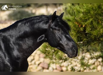 Minorquin, Étalon, 6 Ans, 162 cm, Noir