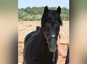Minorquin, Étalon, 6 Ans, 164 cm, Noir
