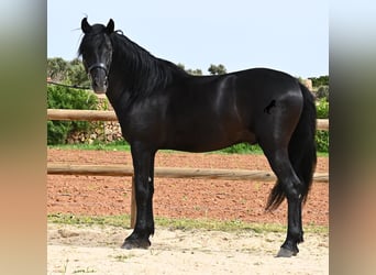 Minorquin, Étalon, 6 Ans, 164 cm, Noir