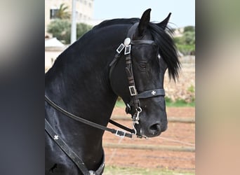 Minorquin, Étalon, 6 Ans, 164 cm, Noir