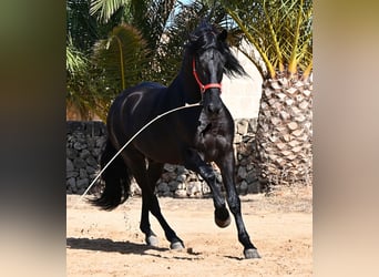 Minorquin, Étalon, 6 Ans, 164 cm, Noir
