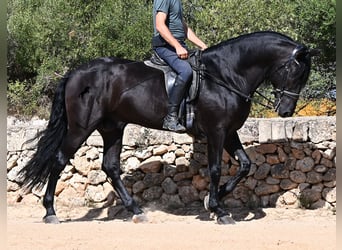 Minorquin, Étalon, 6 Ans, 164 cm, Noir