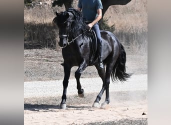 Minorquin, Étalon, 6 Ans, 164 cm, Noir