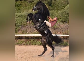 Minorquin, Étalon, 6 Ans, 169 cm, Noir