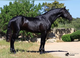 Minorquin, Étalon, 7 Ans, 160 cm, Noir