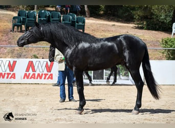 Minorquin, Étalon, 7 Ans, 160 cm, Noir