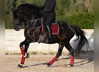 Minorquin, Étalon, 9 Ans, 174 cm, Noir