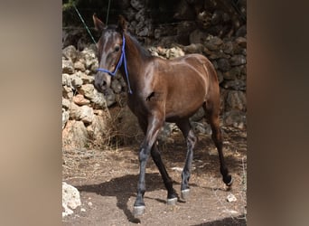 Minorquin, Étalon, Poulain (02/2023), 158 cm, Noir