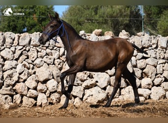 Minorquin, Étalon, Poulain (02/2023), 159 cm, Noir
