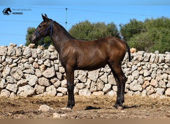 Minorquin, Étalon, Poulain (02/2023), 159 cm, Noir