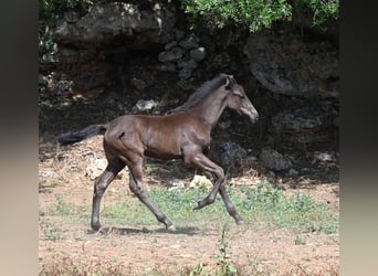 Minorquin, Étalon, Poulain (04/2026), 160 cm
