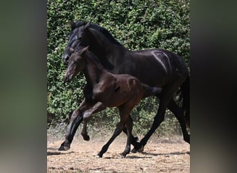 Minorquin, Étalon, Poulain (04/2026), 160 cm
