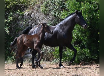 Minorquin, Étalon, Poulain (04/2026), 160 cm