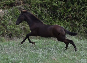 Minorquin, Étalon, Poulain (04/2023), 160 cm, Noir