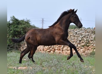 Minorquin, Étalon, Poulain (04/2023), 160 cm, Noir