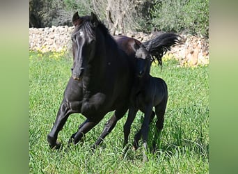 Minorquin, Étalon, Poulain (01/2026), 165 cm, Noir