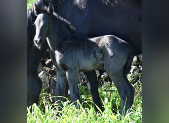 Minorquin, Étalon, Poulain (01/2026), 165 cm, Noir