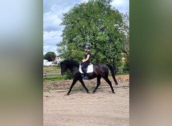 Minorquin, Hongre, 14 Ans, 155 cm, Noir